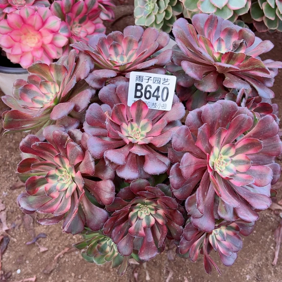 640月婵尺寸20左右