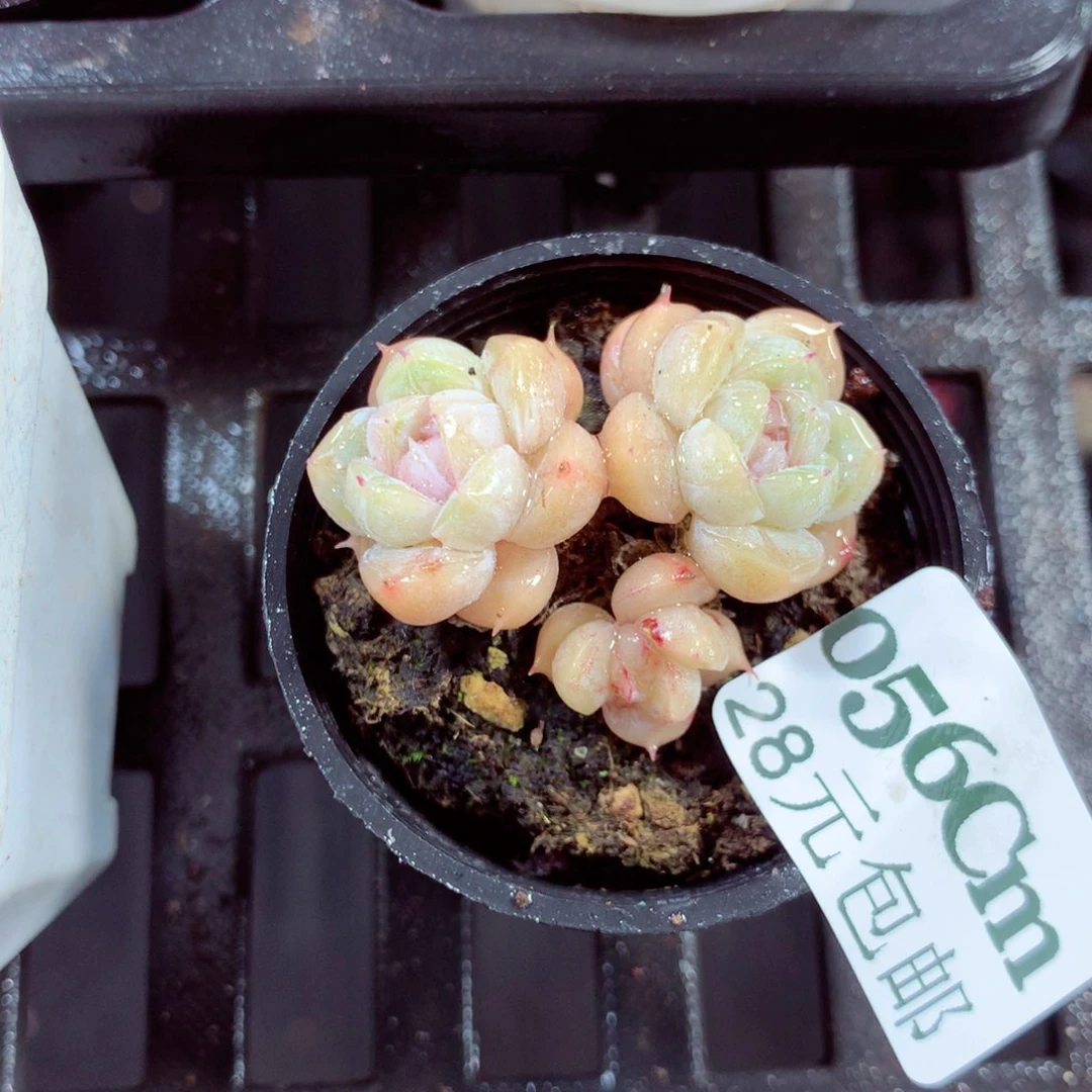 5厘米盆精控多肉056