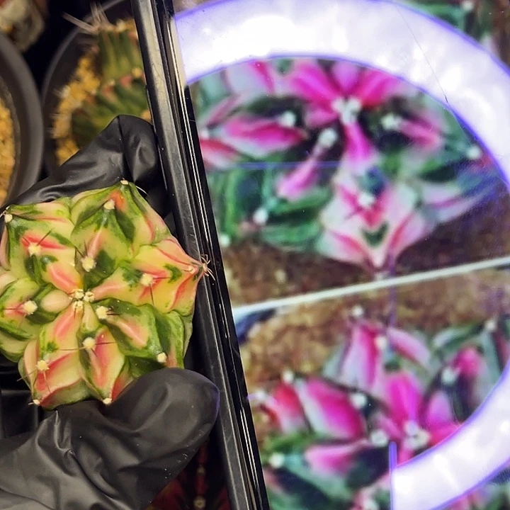 白锦梅 一物一拍。