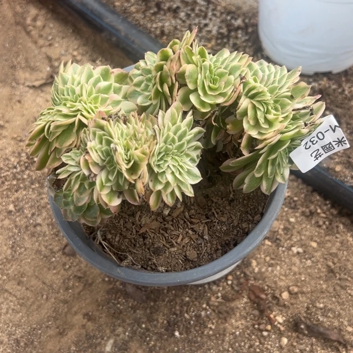 荔枝缀多肉植物032