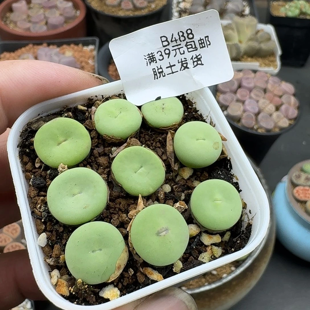 488哈哈哈哈哈哈