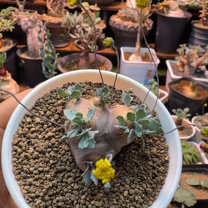 格加厚墩菊312 仙人球