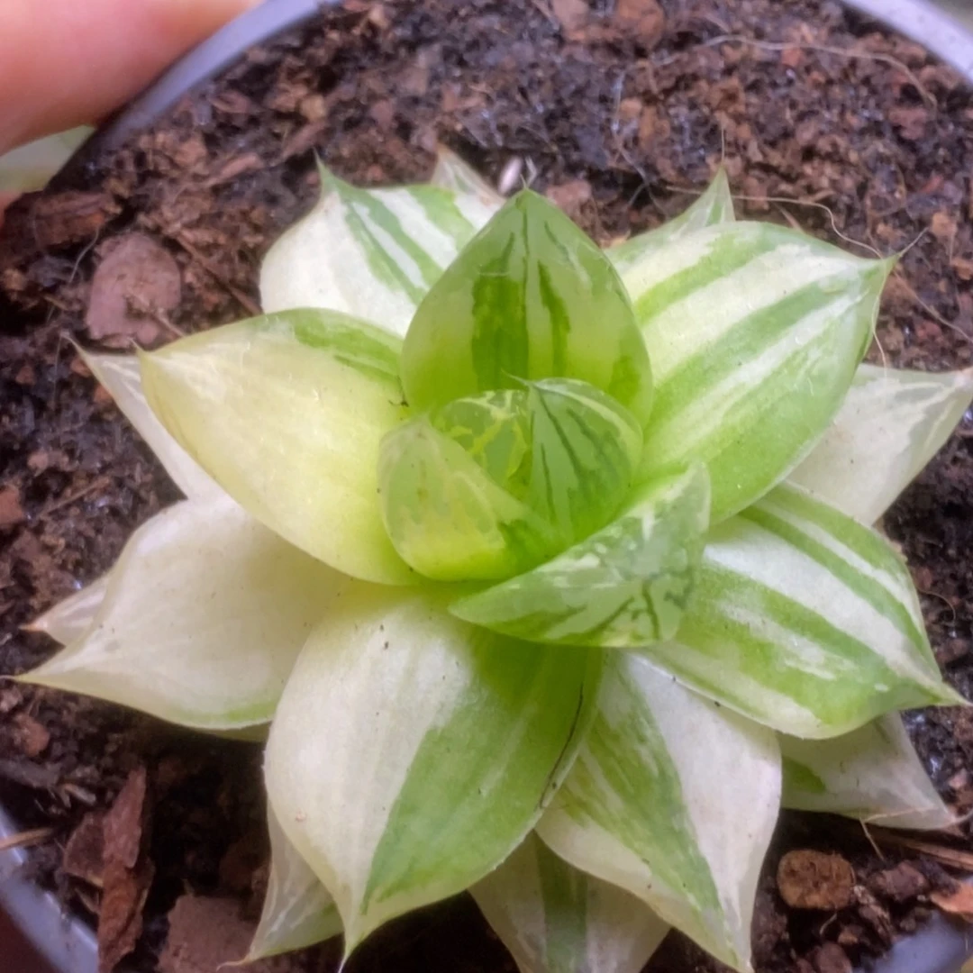 184金之华锦锦锦锦锦锦锦