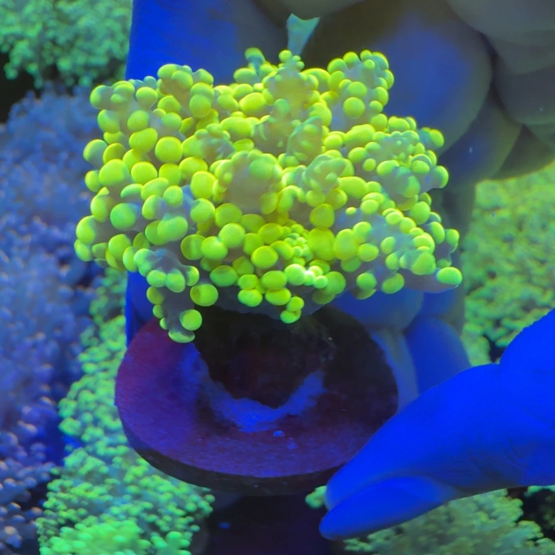 窗***匠菇珊瑚顶色柠檬黄分支提子