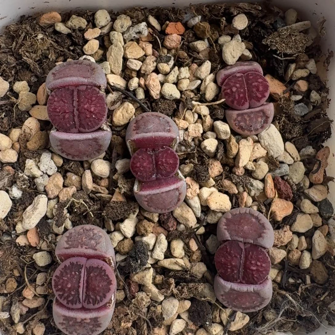 G665岛田紫菊回交一年多