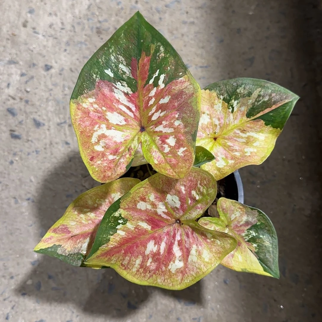 306-0601泰国发货变形金刚