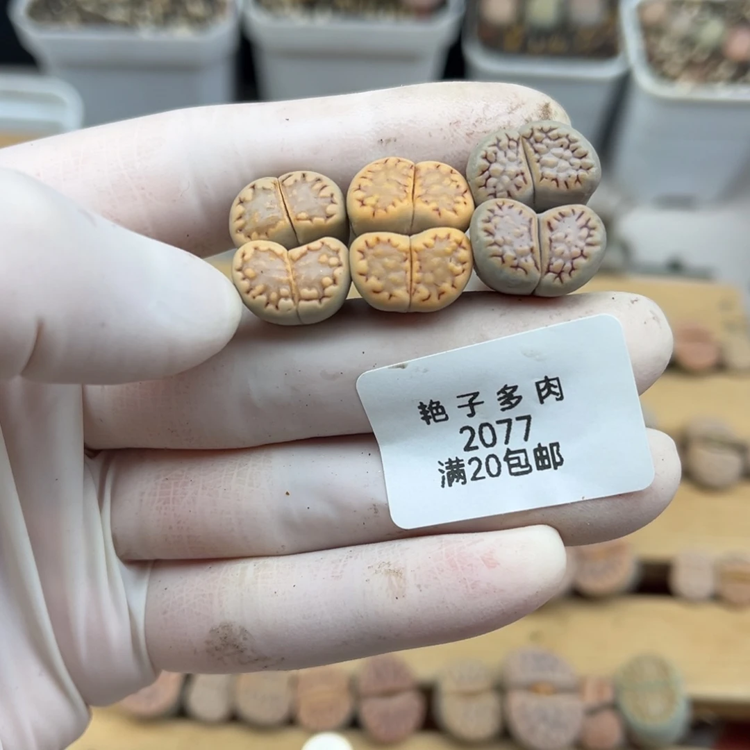 2077号三颗好看的粉色饼干