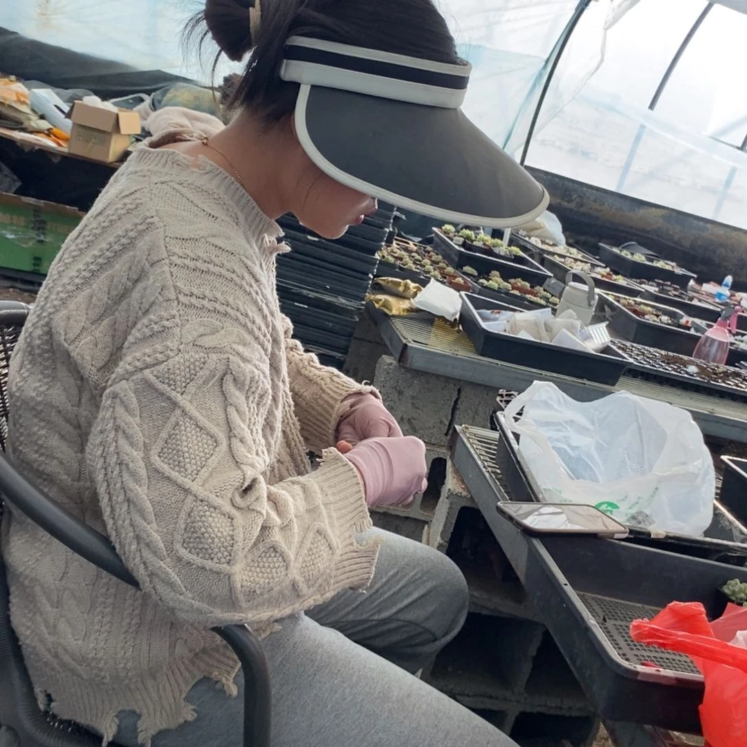 20款甜心纯叶片一份(一份是20片不同品种