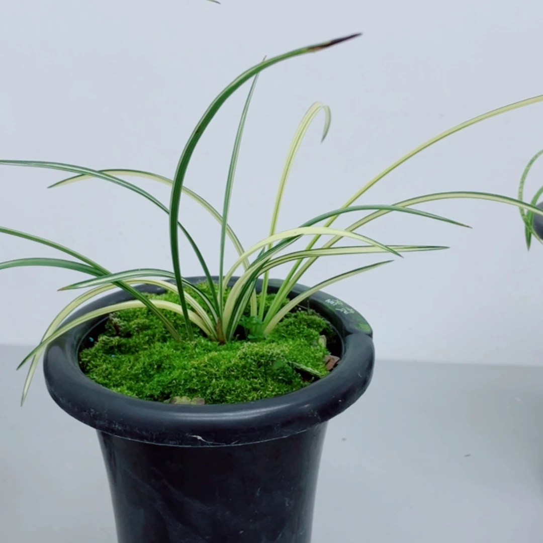 【闪购商品】无花朵祥*