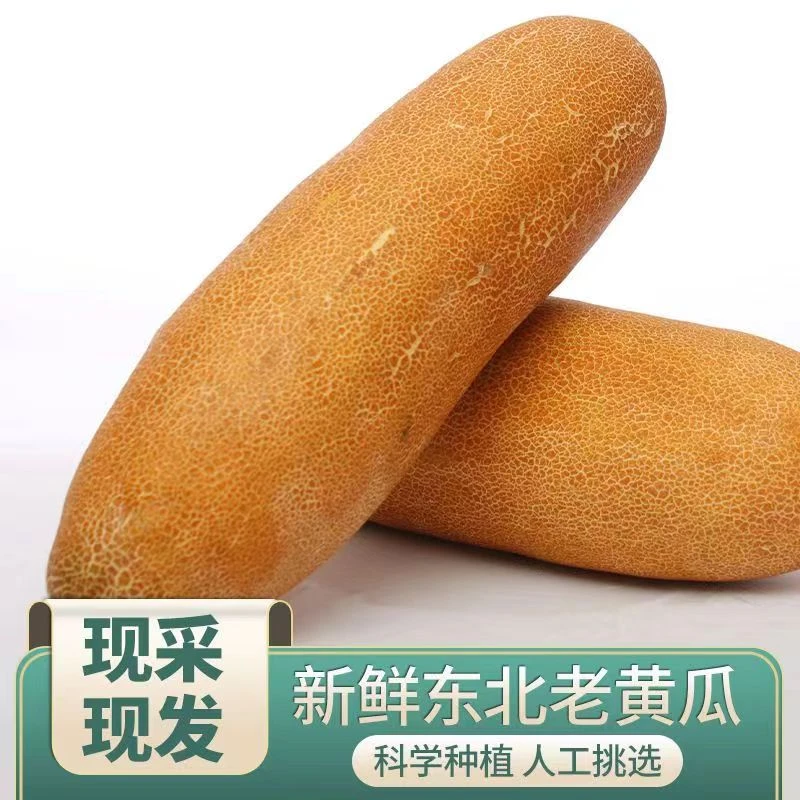 5斤 老黄瓜 5斤 现摘现发