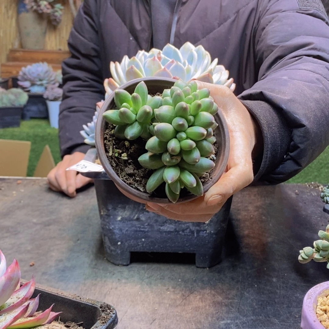 ?*宝H77号千代田缀