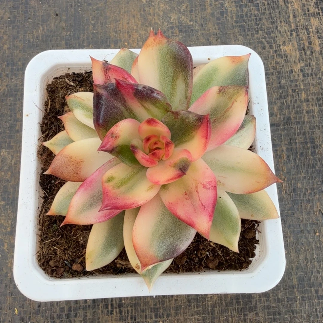 火焰山锦花脸锦上园艺一物一拍