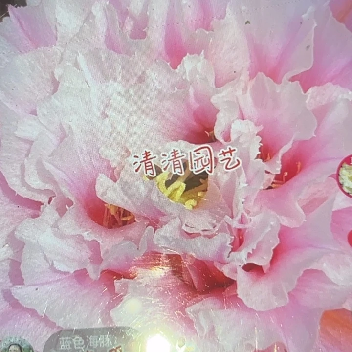 清清爱丽莎侧牙瑕疵黑点