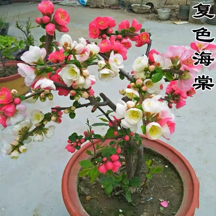 双色海棠 东阳景海棠  稀有品种 老桩盆景