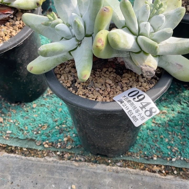 948号拇指多肉植物