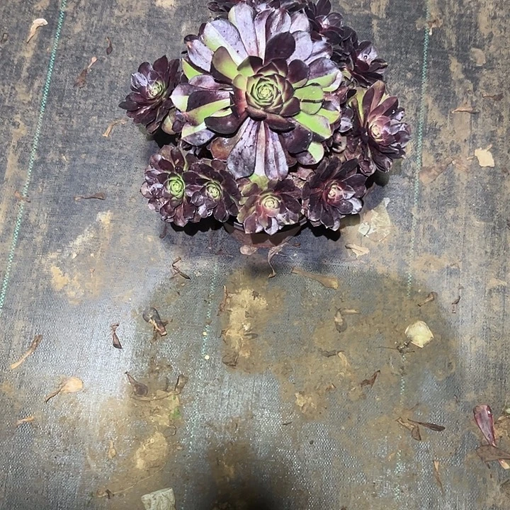 一单包邮不包侧枝40