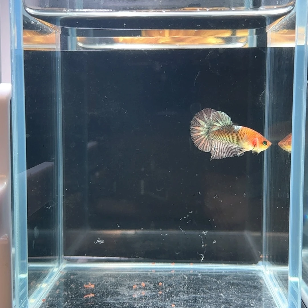 斗鱼活体观赏鱼好养耐活