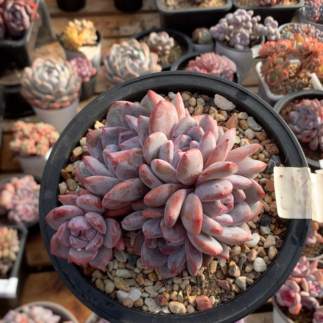 12厘米五头有砍石榴籽 5289