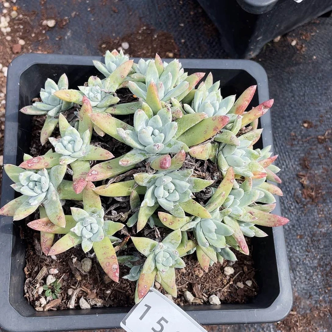 白姆老桩多头群生1563