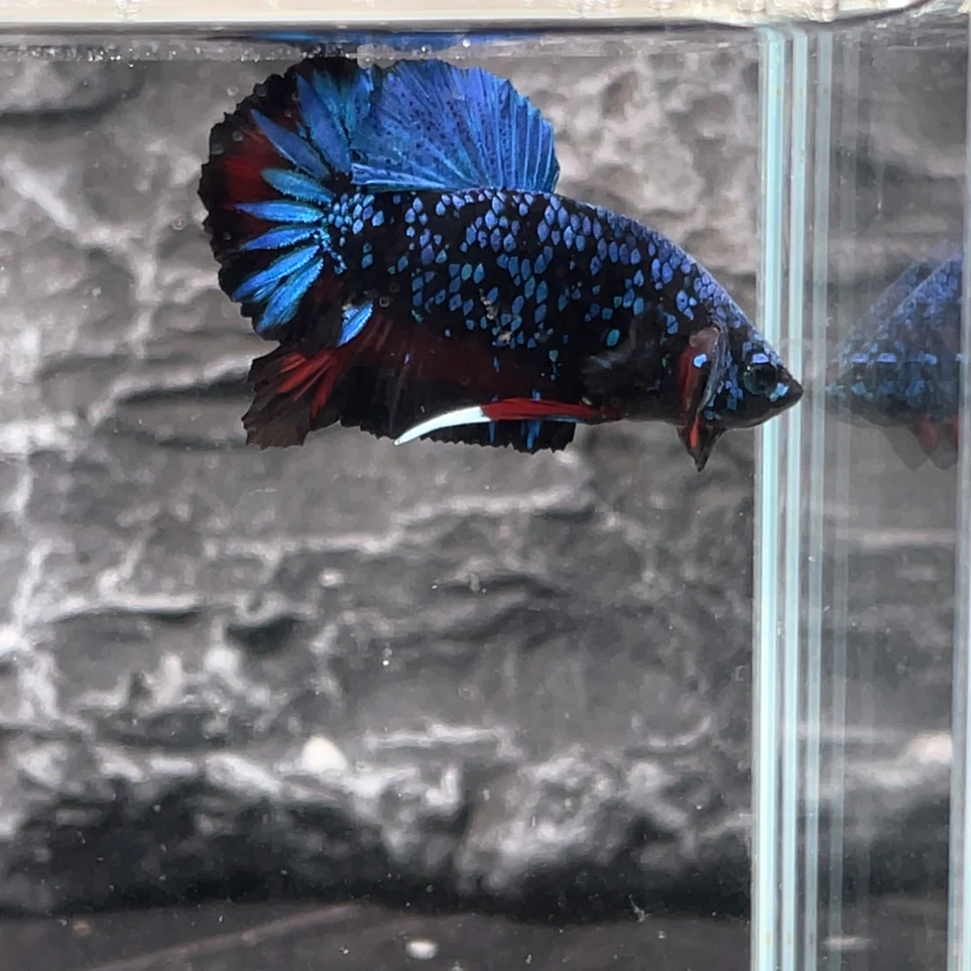 斗鱼泰坦题暗黑碎星将军公