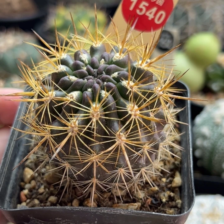 实生强刺逆龙丸4.5cm