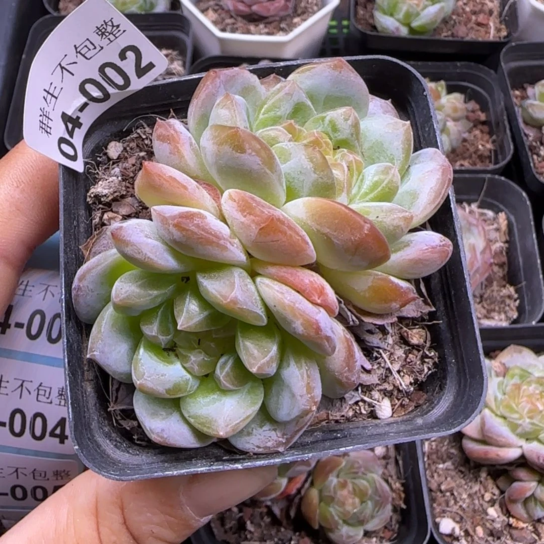 小卡拉米糖心一物一拍4-2