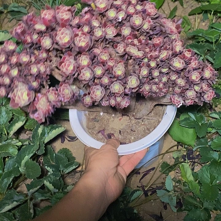 多肉植物保护研究所
