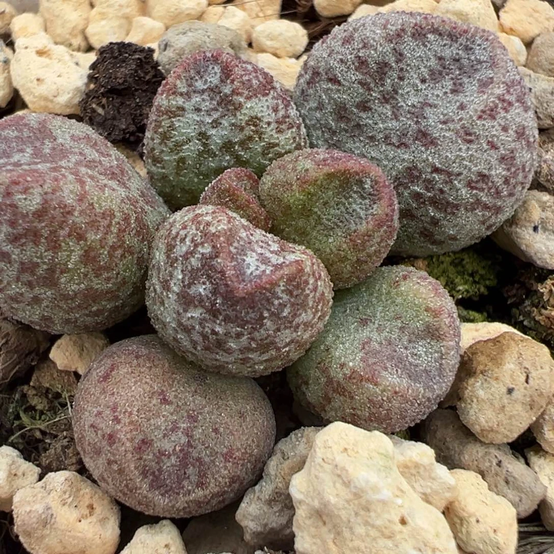 蜜桃多肉植物水泡多肉植物水泡