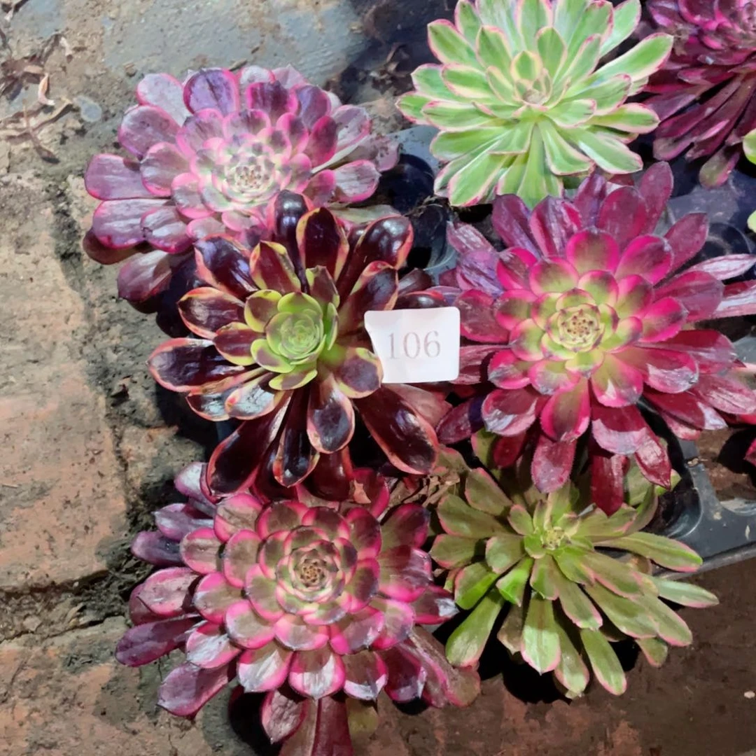 多肉植物组合6颗106