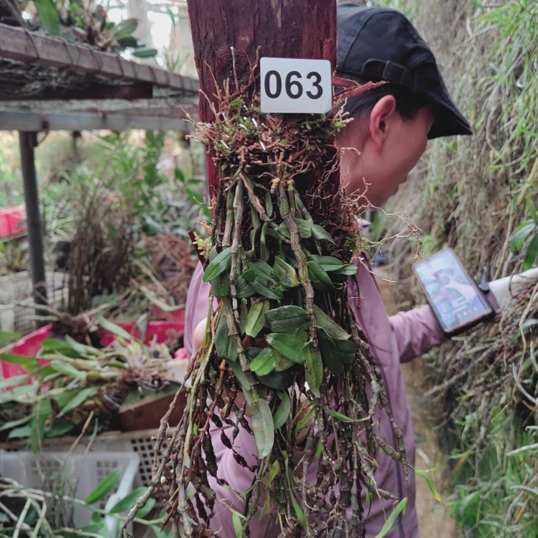 063串珠铁皮花卉植物微景观