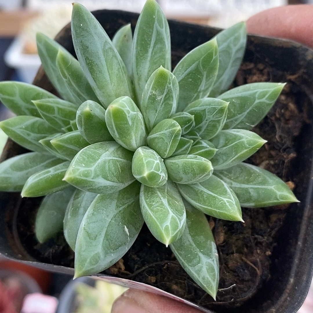 15285 雨花石双头