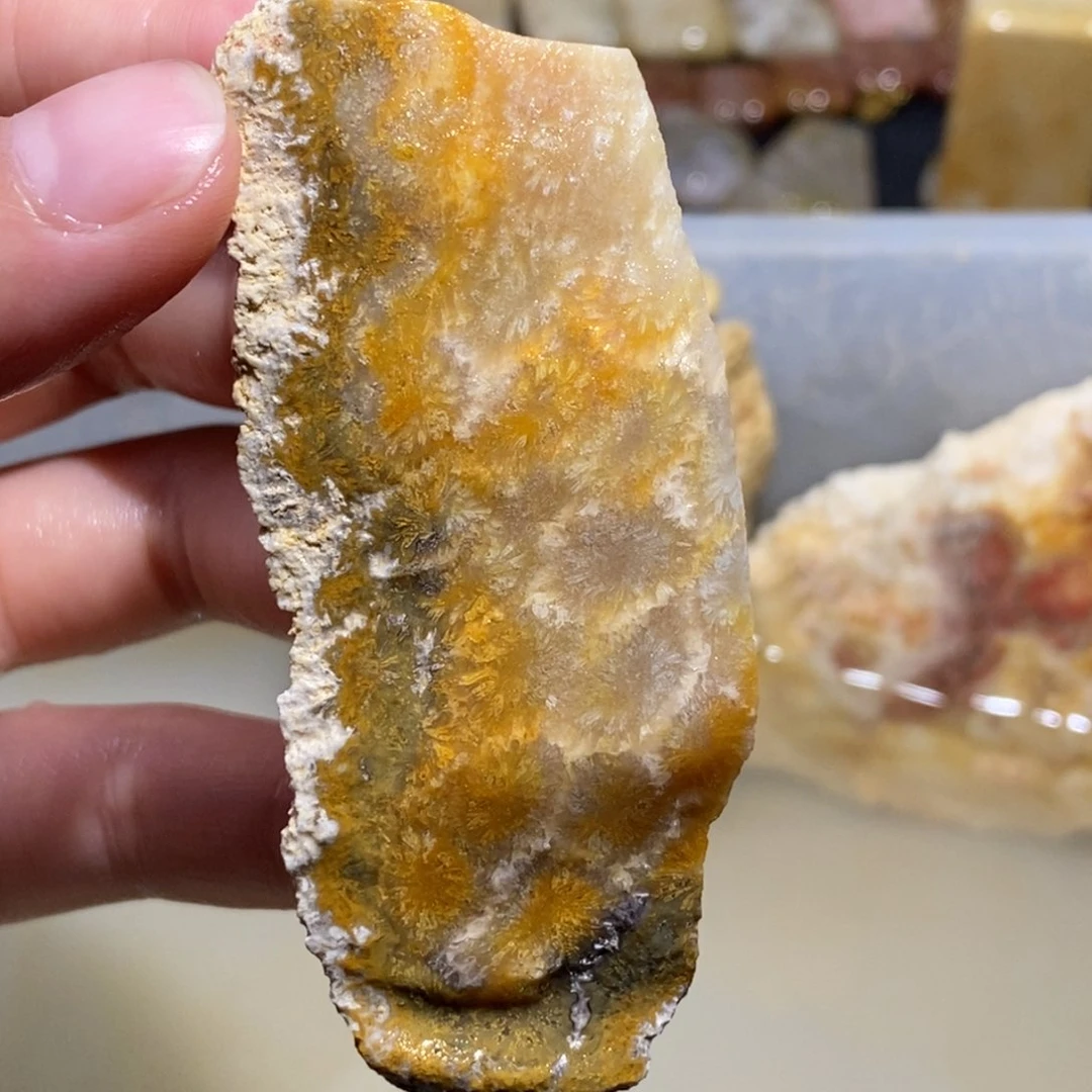 【闪购商品】硅化玉珊瑚玉未镶嵌