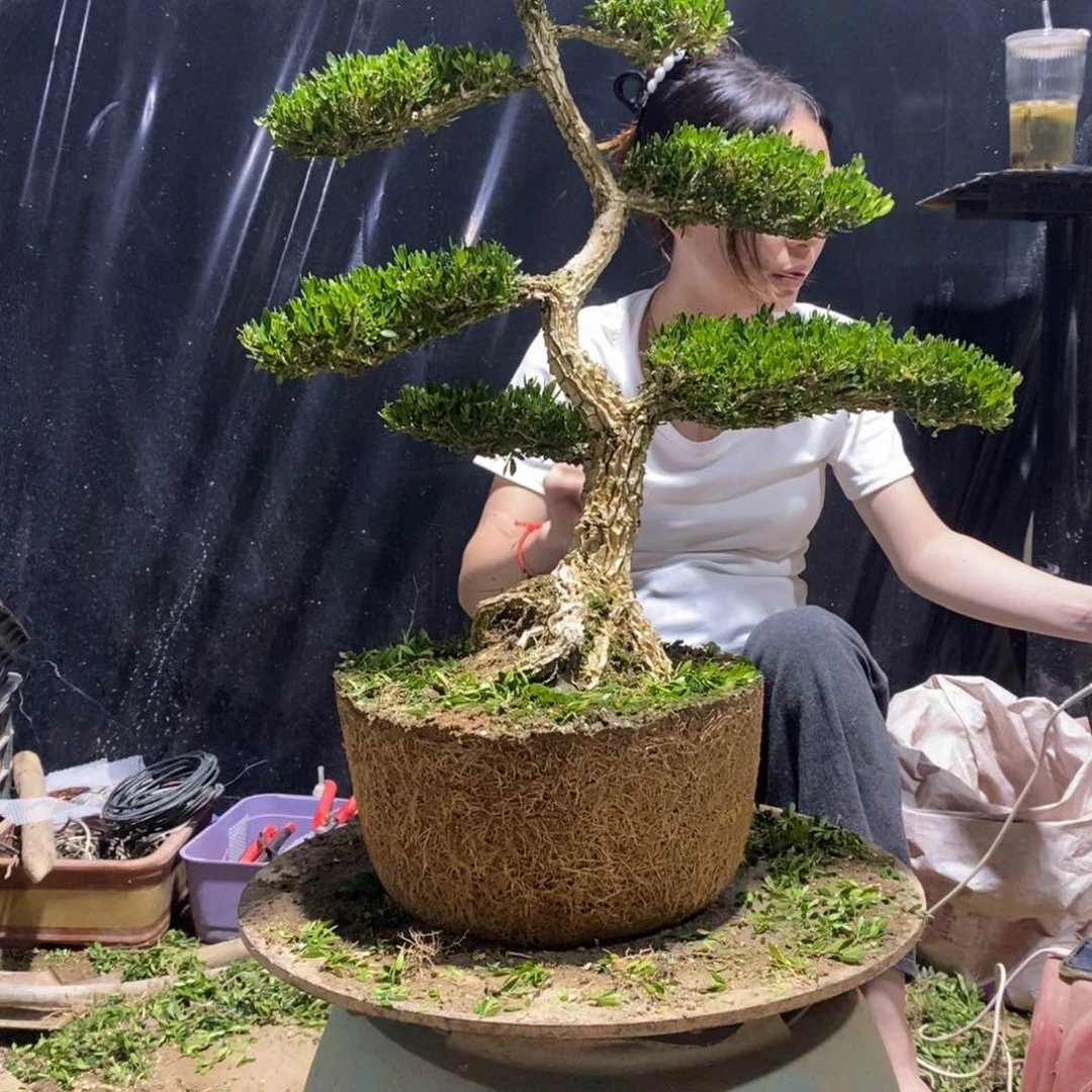 无花朵会**狼黄杨盆景雀舌软枝