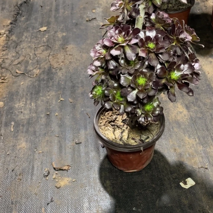23黑法师多肉多肉植物