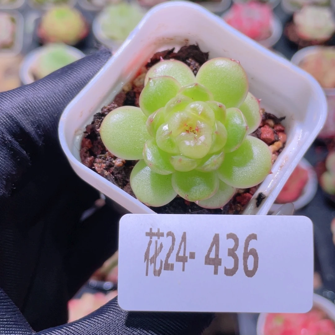花利美24-436珍妮