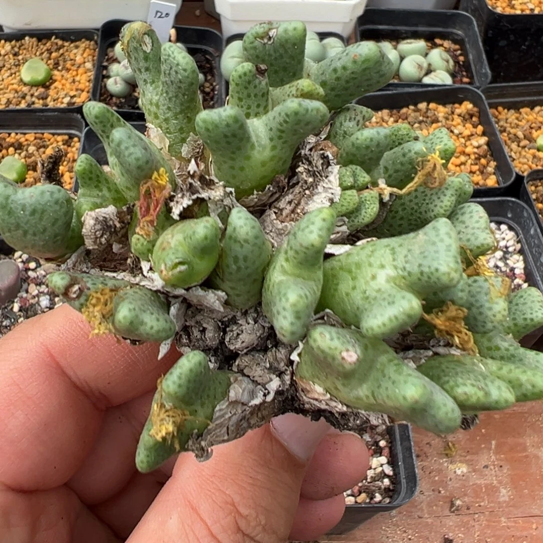 23-149鹿角斑马多肉植物