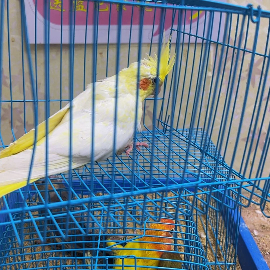 玄凤鹦鹉/鸡尾鹦鹉黄化一只母