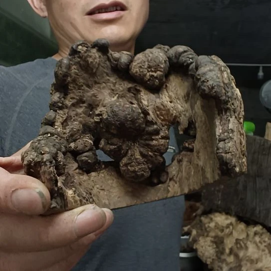 稳定木龙**父高山 檬子木文玩料