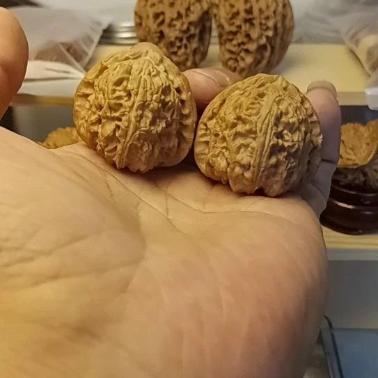 37全品无修三角白