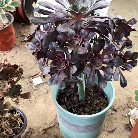 黑圆叶玫瑰玫瑰玫瑰