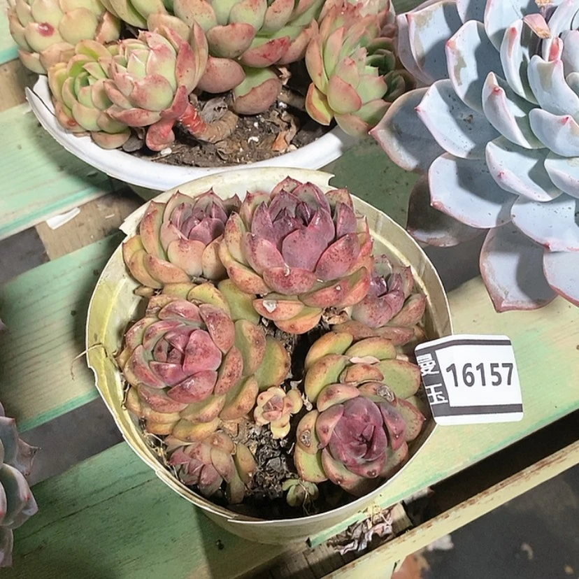 【闪购商品】大**牧多肉蓝莓16157