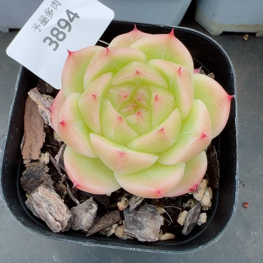 金辉珍妮，3894多肉植物