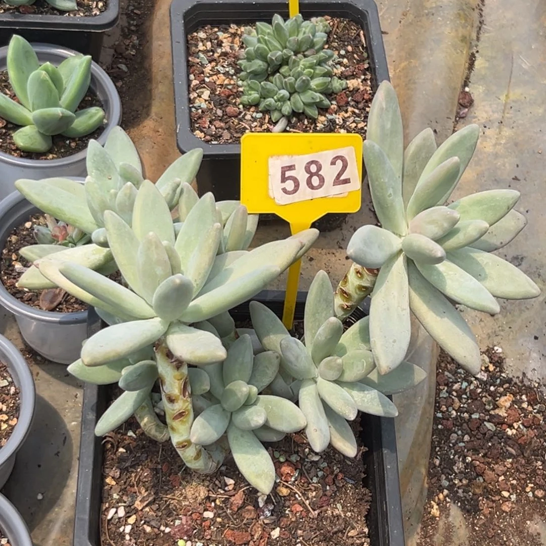 多肉植物白兰地群582