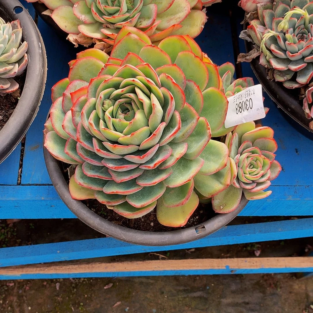暮***雨   晨露多肉03088