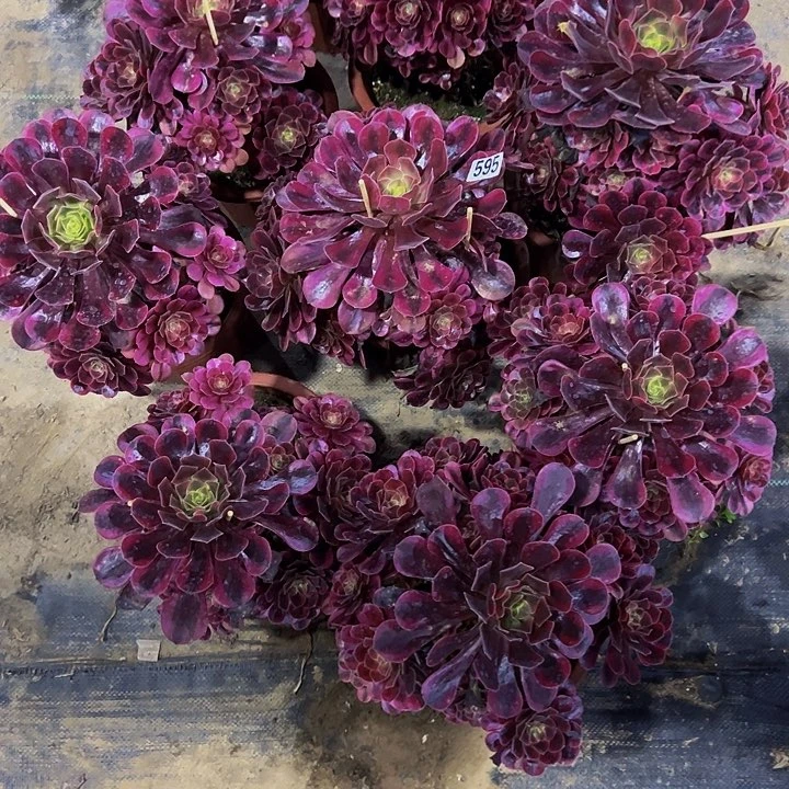 老*宗九科美杜莎编号595