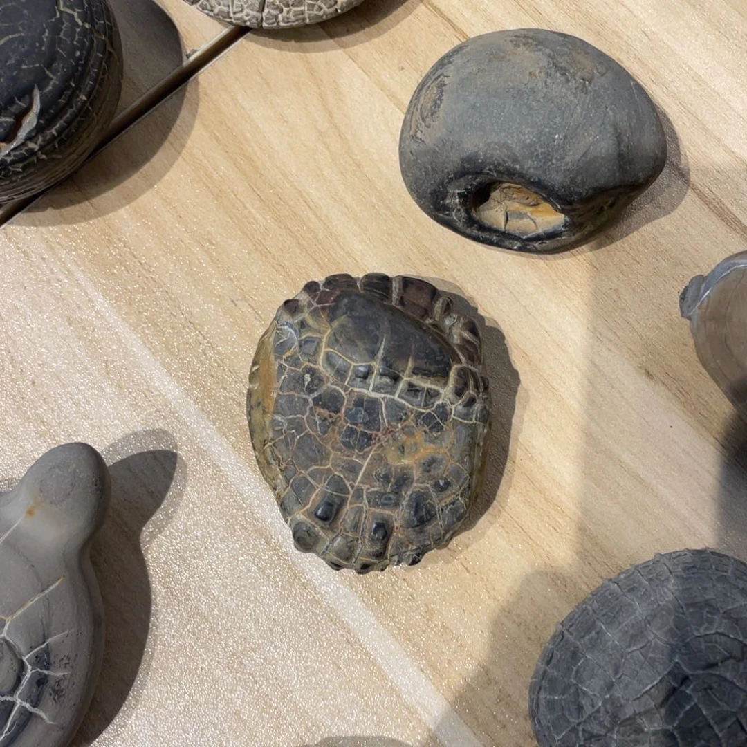 上***古有机玻璃龟纹石。