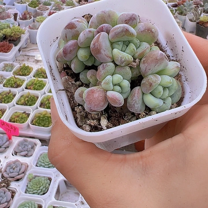 罗琦19包邮多肉植物
