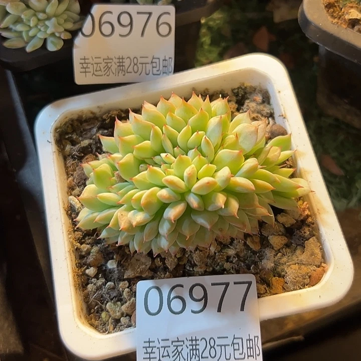 幸运的是我还没遇到过这样