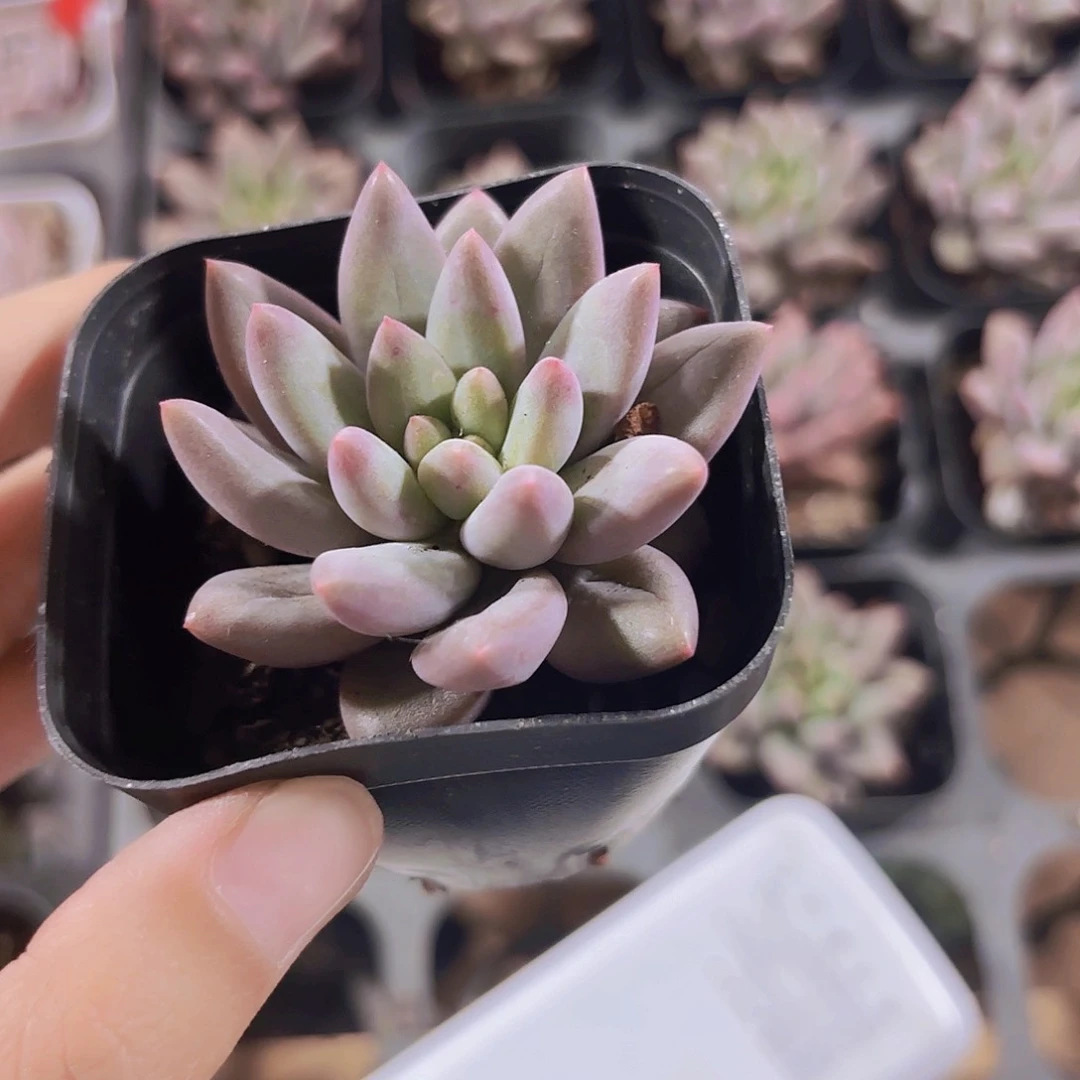 精品红蜻蜓多肉植物