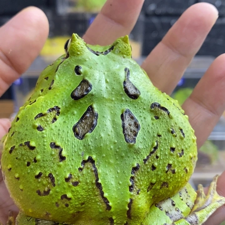 这***种角蛙559号大蝴蝶角蛙公